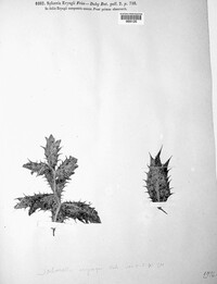 Ophiobolus eryngii image